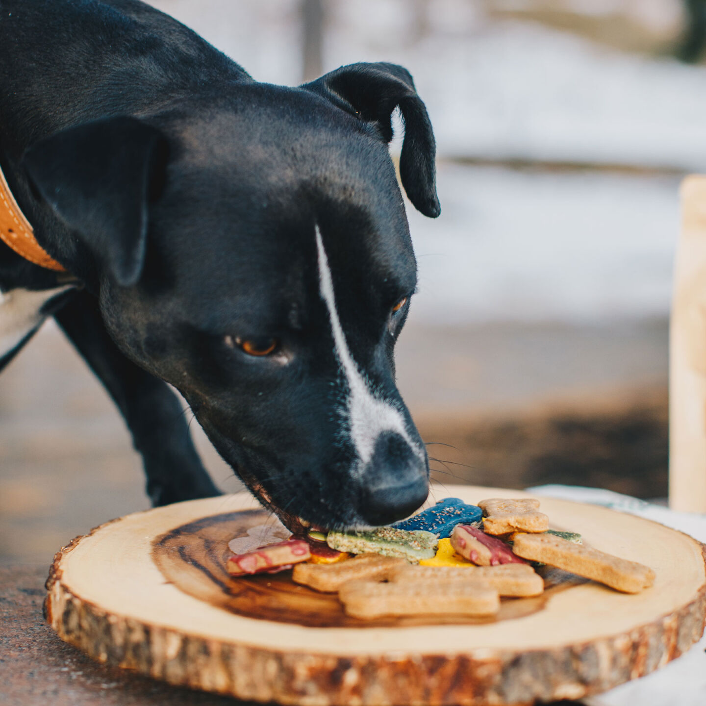 Cleo-treats.jpg